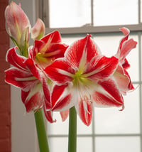 Hippeastrum Amaryllis Soğanı (Güzel Hatun Çiçeği Soğanı) Spartacus