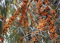Hippophae rham. Siberian Pearl DİŞİ Yalancı Yabani iğde fidanı