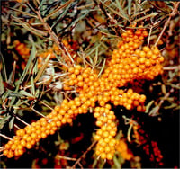 Hippophae rhamnoides Hergo Dişi Yalancı Yabani iğde fidanı