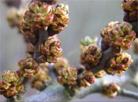 Hippophae rhamnoides Pollmix ERKEK Yalancı Yabani iğde fidanı