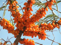 Hippophae rhamnoides Spotty DİŞİ Yalancı Yabani iğde fidanı