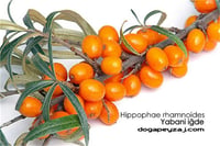 Hippophae rhamnoides Yabani iğde Yalancı iğde fidanı