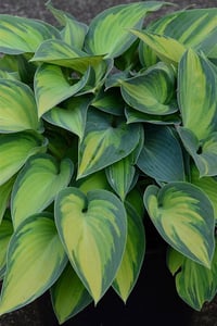 Hosta Ağustos Zambağı fidesi Catherine