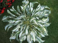 Hosta Ağustos Zambağı fidesi Fireworks