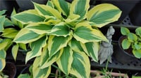 Hosta Ağustos Zambağı fidesi Firn Line