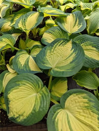 Hosta Ağustos Zambağı fidesi Great Expectations
