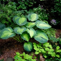 Hosta Ağustos Zambağı fidesi Great Expectations