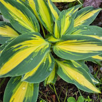 Hosta Ağustos Zambağı fidesi Party Popper