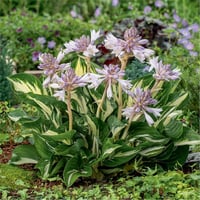 Hosta Ağustos Zambağı fidesi Revolution