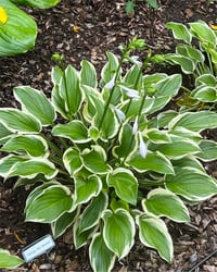 Hosta Ağustos Zambağı fidesi So Sweet