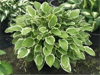 Hosta Ağustos Zambağı fidesi So Sweet