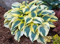 Hosta Autumn Frost Ağustos Zambağı fidesi
