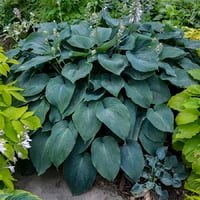 Hosta Blue Angel Ağustos Zambağı fidesi