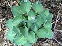 Hosta Blue Mouse Ears Ağustos Zambağı fidesi