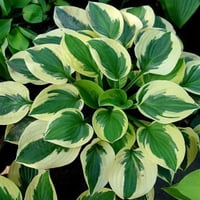 Hosta Brim Cup Ağustos Zambağı fidesi