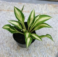 Hosta Cherry Berry Ağustos Zambağı fidesi