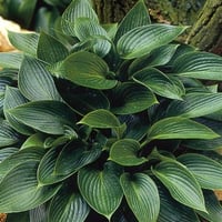 Hosta Devon Green Ağustos Zambağı fidesi