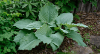 Hosta Diamond Lake Ağustos Zambağı fidesi