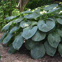 Hosta elegans Ağustos Zambağı fidesi