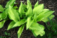 Hosta Fortunei Albopicta Ağustos Zambağı fidesi
