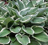 Hosta Fortunei francee Ağustos Zambağı fidesi