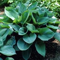 Hosta Fortunei Hyacinthina Ağustos Zambağı fidesi