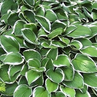 Hosta Francee Ağustos Zambağı fidesi