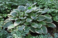 Hosta Francee Ağustos Zambağı fidesi