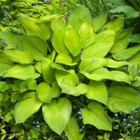 Hosta Gold Standard Ağustos Zambağı fidesi