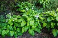 Hosta Guacamole Ağustos Zambağı fidesi