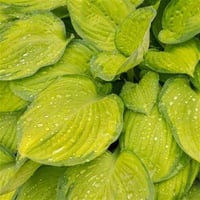 Hosta Guacamole Ağustos Zambağı fidesi