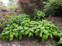 Hosta Guacamole Ağustos Zambağı fidesi