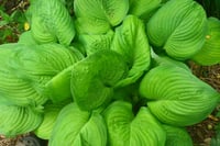Hosta Guacamole Ağustos Zambağı fidesi