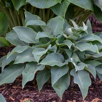 Hosta Halcyon Ağustos Zambağı fidesi