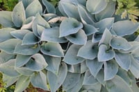 Hosta Halcyon Ağustos Zambağı fidesi