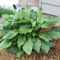 Hosta Honeybells Ağustos Zambağı fidesi