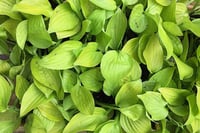 Hosta Ki-renjyaku - 0-20 cm