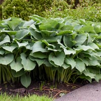 Hosta Krossa Regal Ağustos Zambağı fidesi