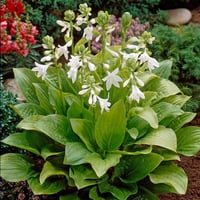 Hosta Royal Standard Ağustos Zambağı fidesi