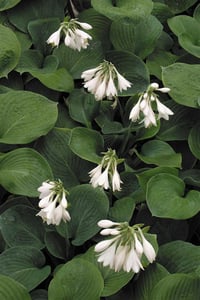 Hosta sieb. Ağustos Zambağı fidesi Elegans
