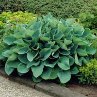 Hosta sieboldiana Ağustos Zambağı fidesi
