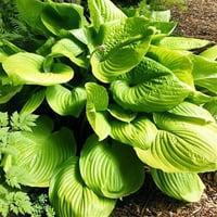 Hosta Sum and Substance Ağustos Zambağı fidesi