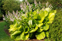 Hosta Sum and Substance Ağustos Zambağı fidesi