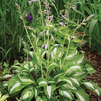 Hosta undulata Ağustos Zambağı fidesi