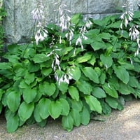 Hosta Undulata Erromena Ağustos Zambağı fidesi