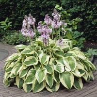 Hosta Wide Brim Ağustos Zambağı fidesi