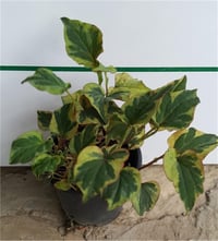 Houttuynia cordata Chameleon bukalemun otu balık nanesi fidesi