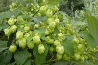 Humulus lupulus Şerbetci Otu fidesi - 0-20 cm