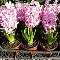 Hyacinthus orientalis Ebruli Sümbül Soğanı