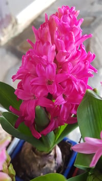 Hyacinthus orientalis Koyu Pembe Sümbül Soğanı